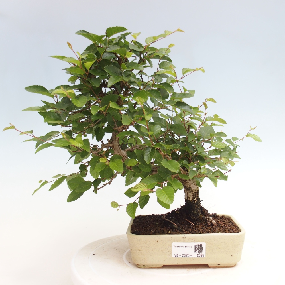 Bonsai im Freien -Carpinus CARPINOIDES - Koreanische Hainbuche