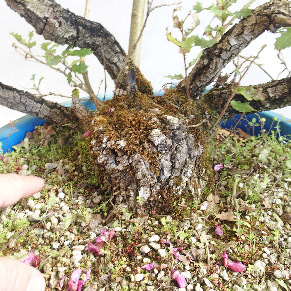 Freilandbonsai Quercus Cerris - Eiche Cer