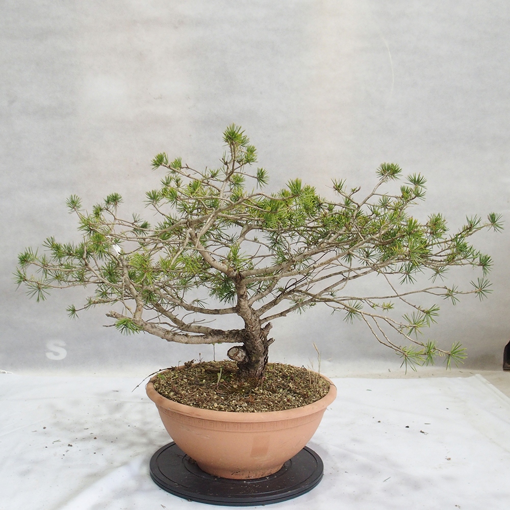 Yamadori - Pinus sylvestris 