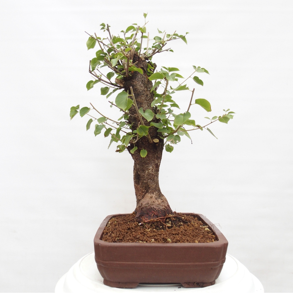 Bonsai im Freien - Mahalebka - Prunus mahaleb