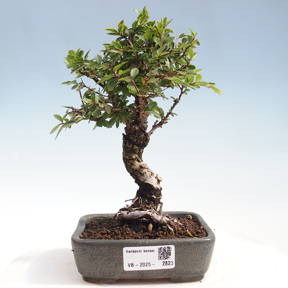 Bonsai im Freien - Zelkova - Zelkova NIRE