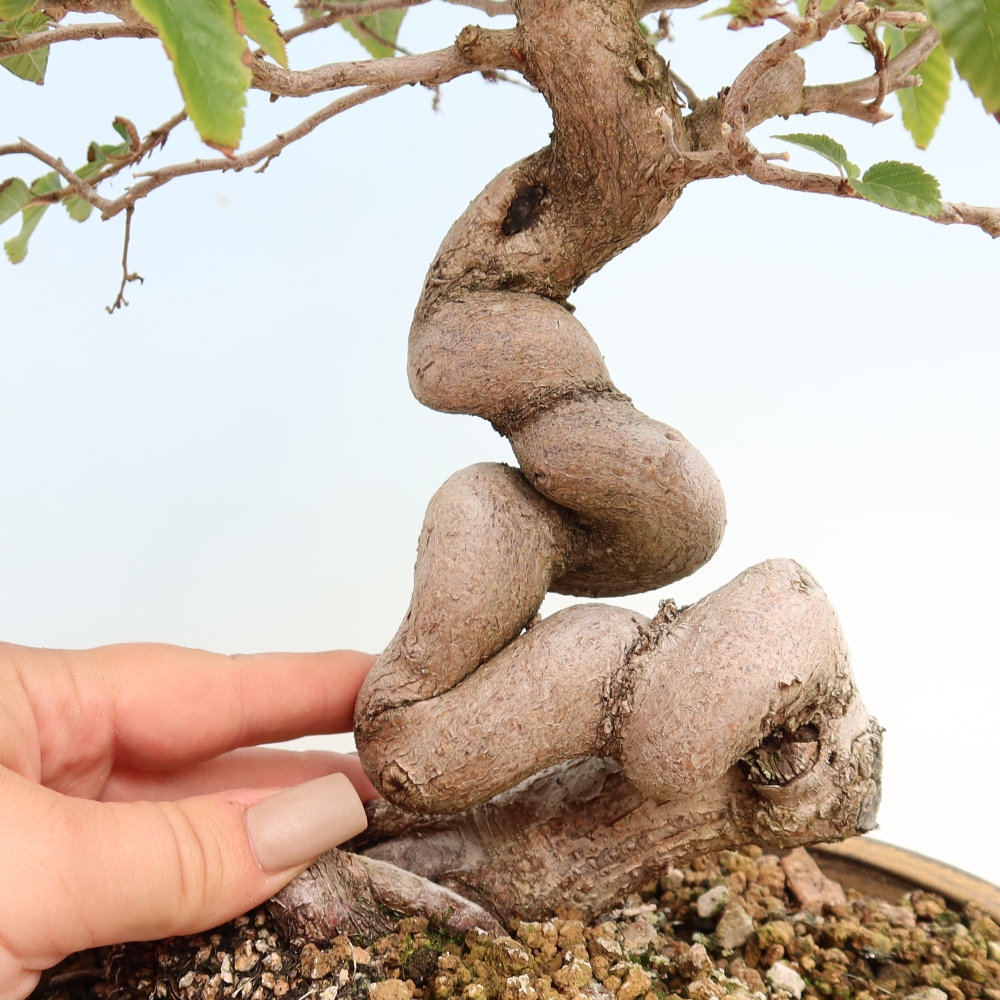 Bonsai für draußen -Carpinus CARPINOIDES - Koreanische Hainbuche