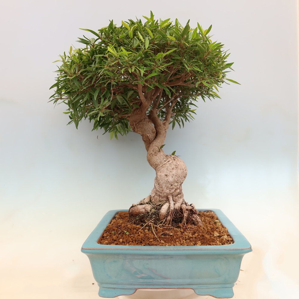Zimmerbonsai - Ficus nerifolia - Kleinblättriger Ficus