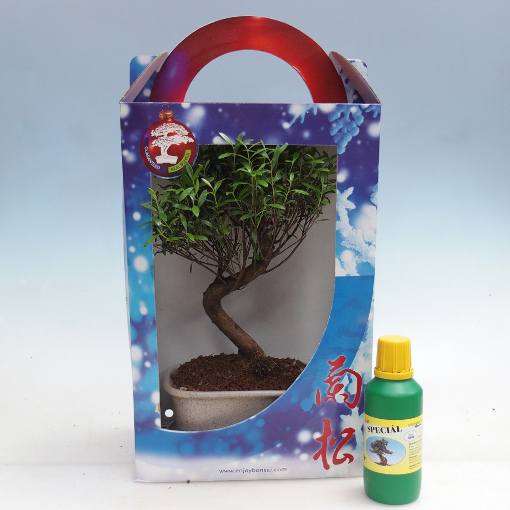Zimmerbonsai im Geschenkkarton Syzygium - Pimentbaum
