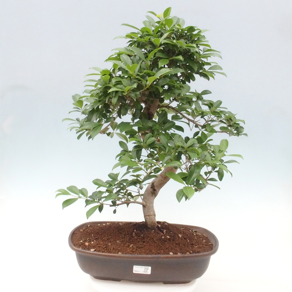 Indoor Bonsai - Australische Kirsche - Eugenia uniflora
