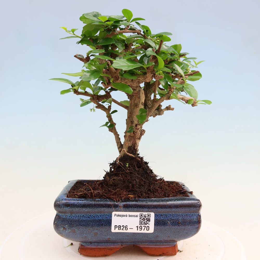 Zimmer-Bonsai - Carmona macrophylla - Tee-Fuki