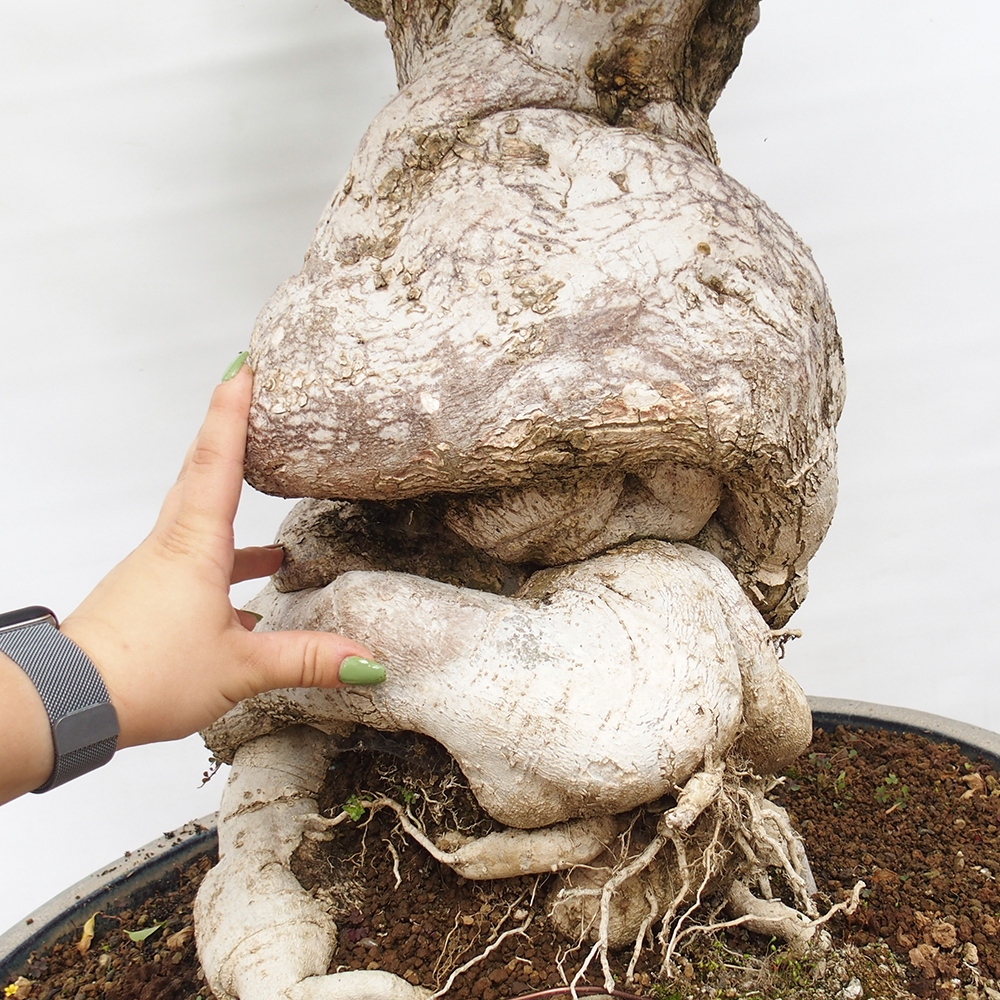 Zimmerbonsai - Bouganwilea