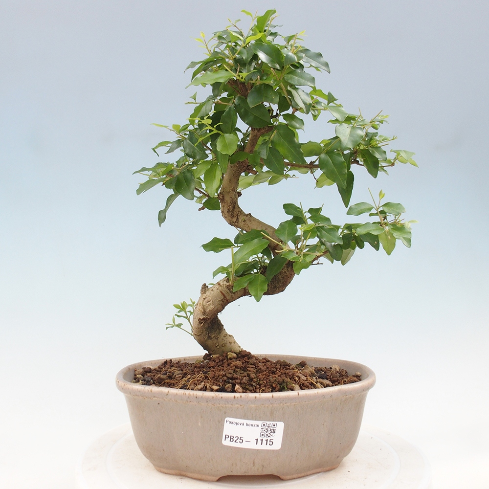 Zimmerbonsai - Ligustrum chinensis - Vogelperspektive