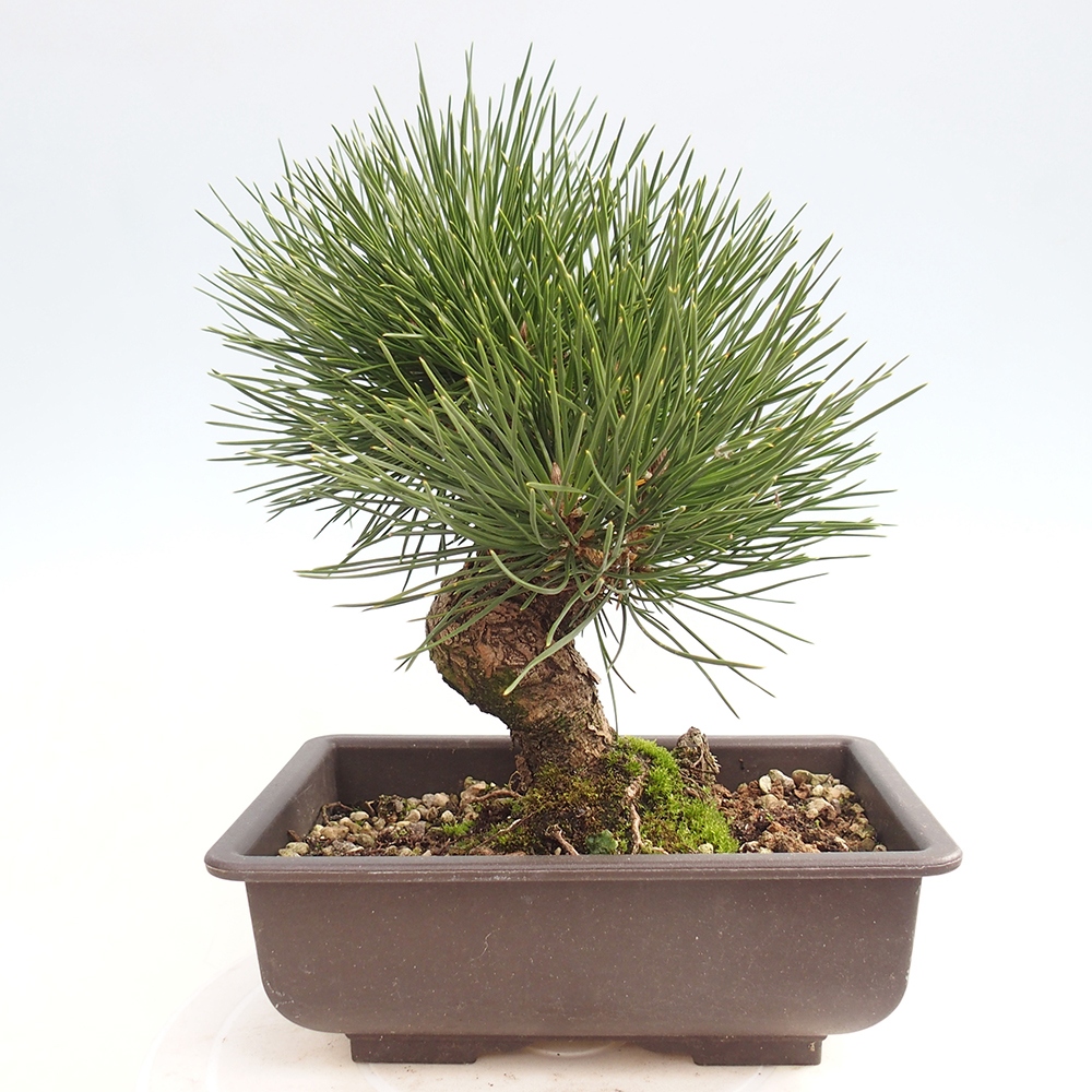 Bonsai für draußen - Pinus thunbergii - Thunberg-Kiefer