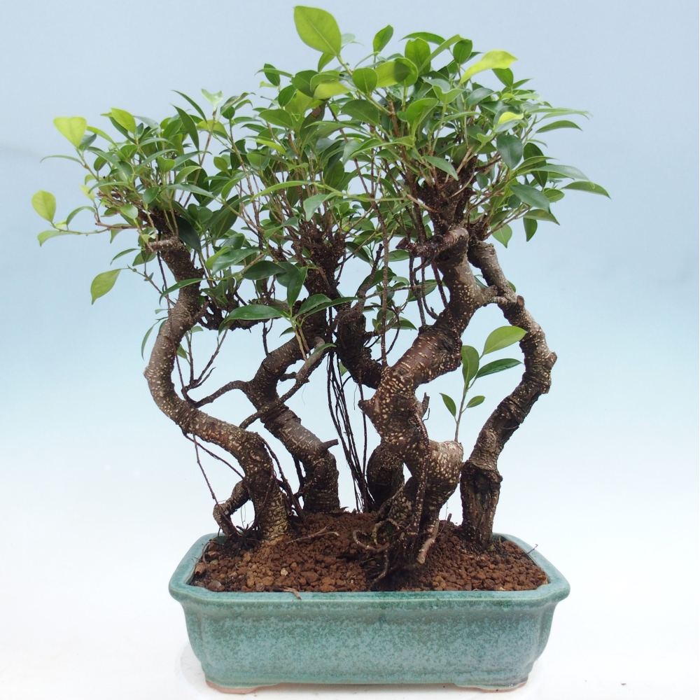 Zimmerbonsai - Ficus kimmen - Kleinblättriger Ficus