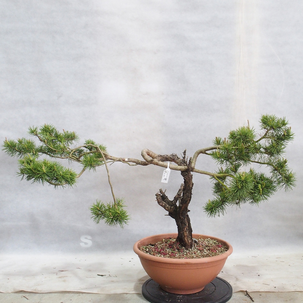 Yamadori - Pinus sylvestris 