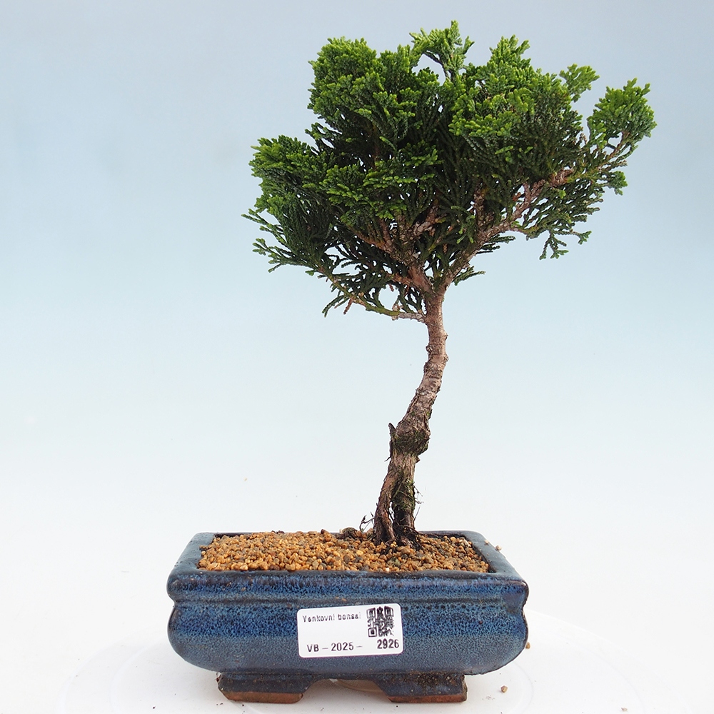 Outdoor-Bonsai - Cham.pis obtusa Nana Gracilis - Zypresse