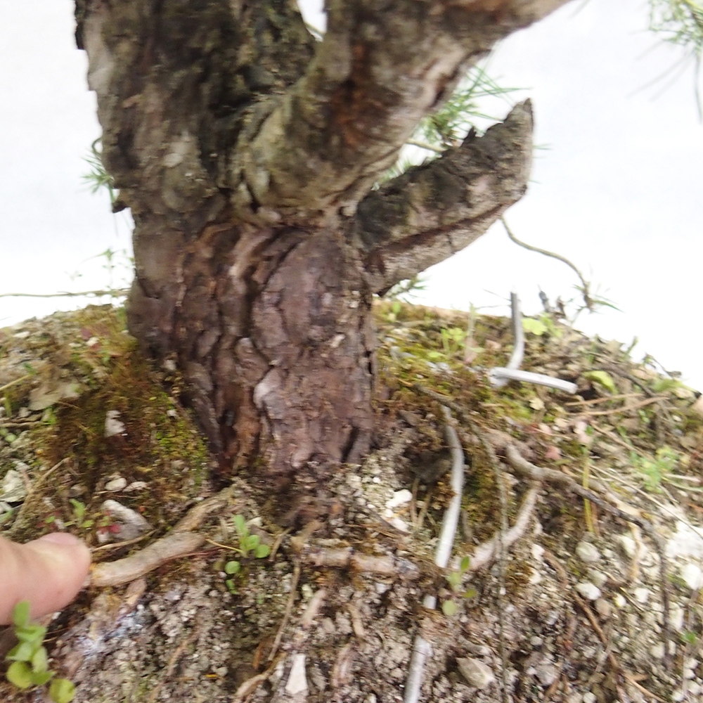 Yamadori - Pinus sylvestris 