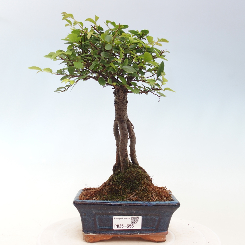 Zimmerbonsai - Ulmus parvifolia - Kleinblättrige Ulme