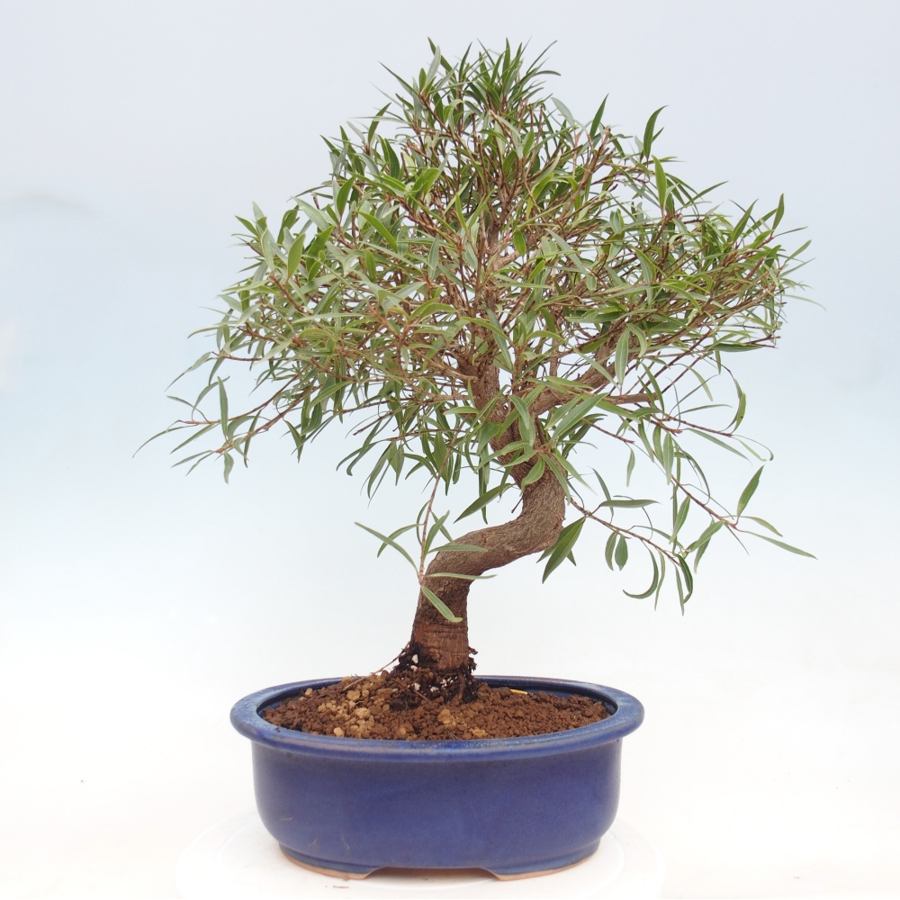 Zimmerbonsai - Ficus nerifolia - Kleinblättriger Ficus