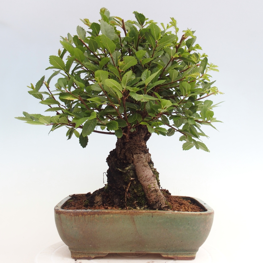 Bonsai im Freien - Zelkova - Zelkova NIRE