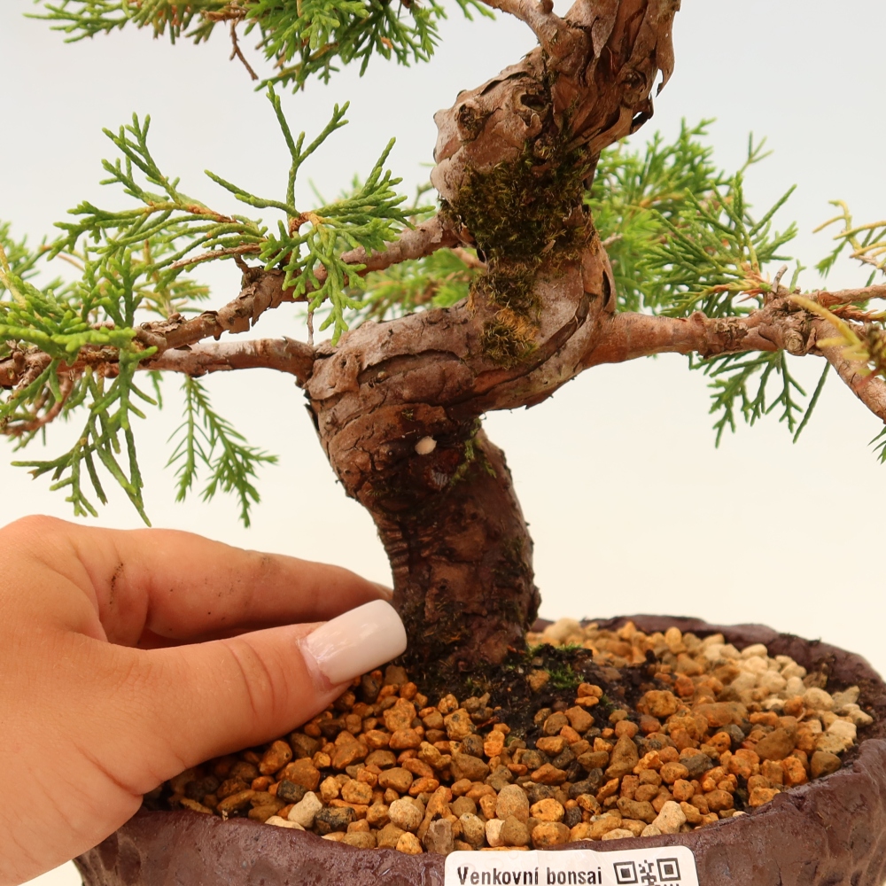 Bonsai für draußen - Juniperus chinensis Itoigawa