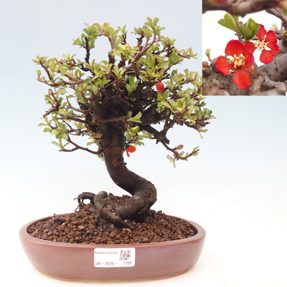 Bonsai für draußen - Chaneomeles speciosa - Quitte