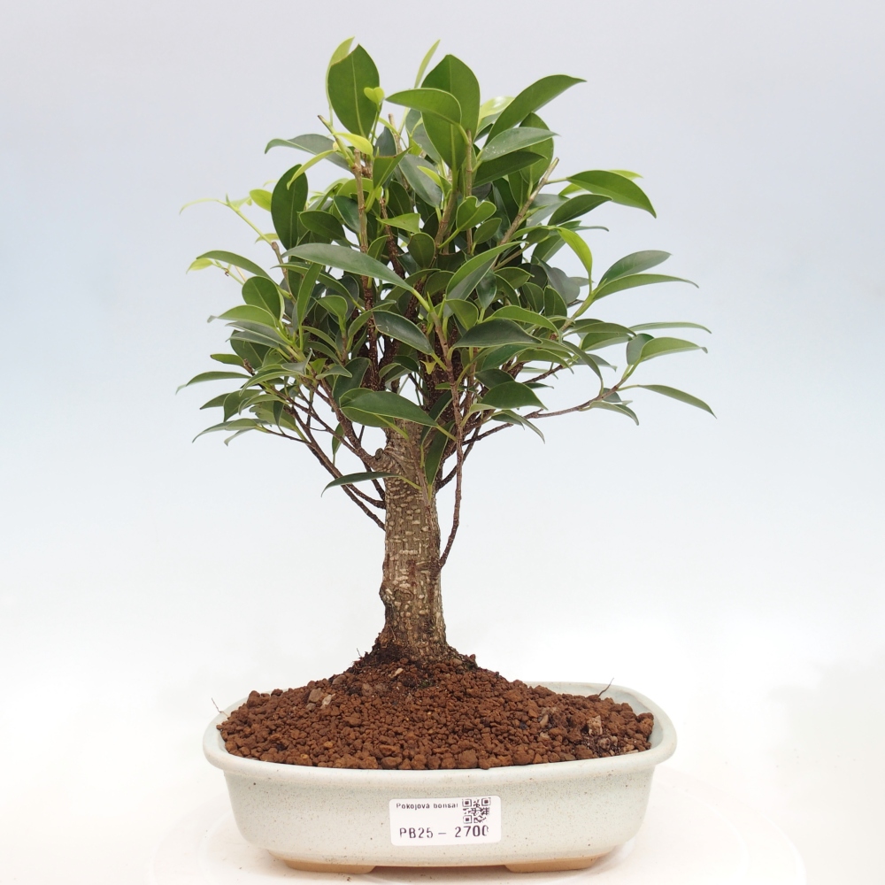 Indoor-Bonsai - Ficus retusa - kleiner Ficus
