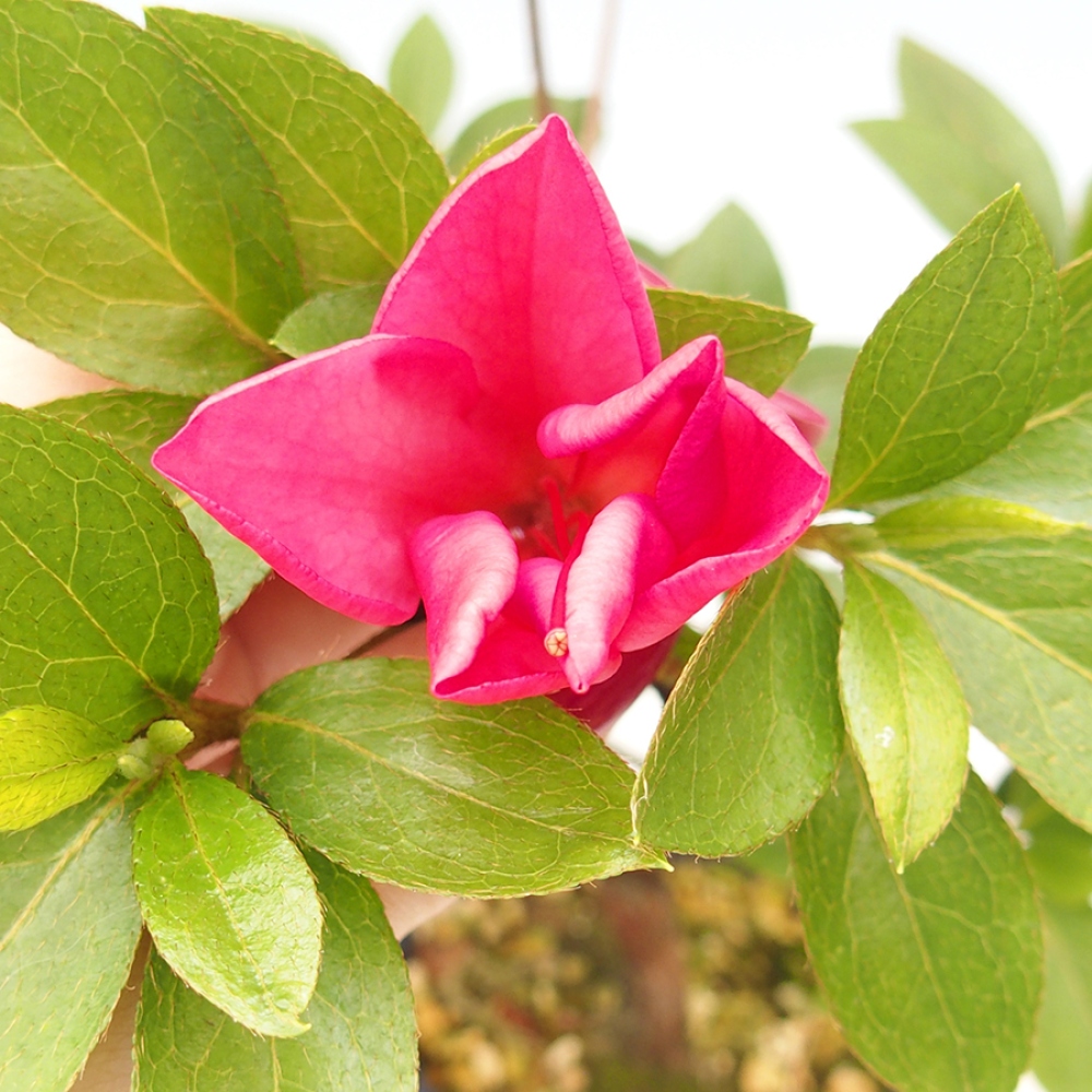 Bonsai im Freien - Japanische Azalee - Azalea Saien