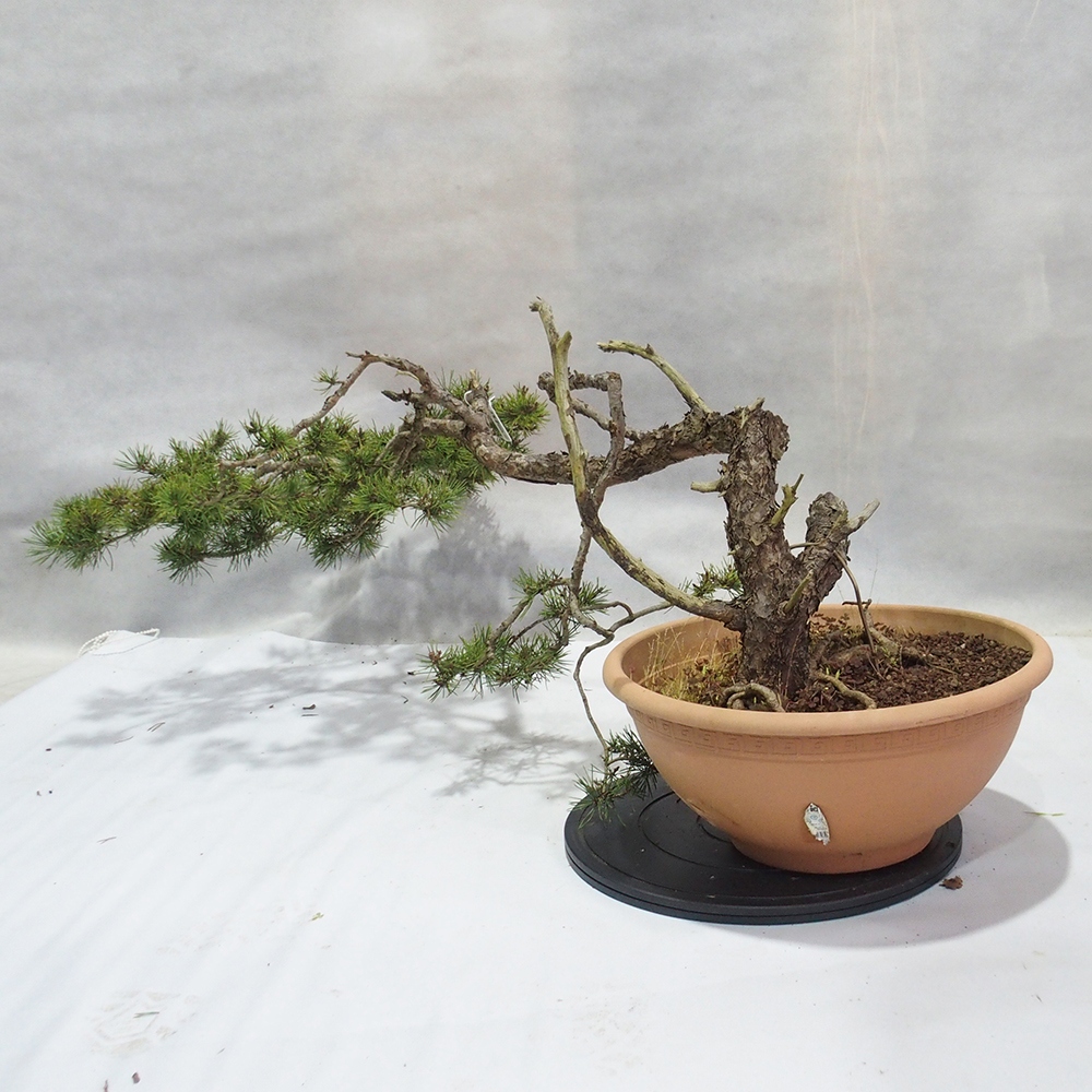 Yamadori - Pinus sylvestris 