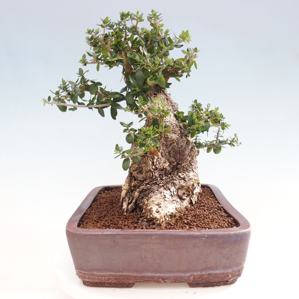 Indoor-Bonsai - Olea europaea sylvestris - Europäisches kleinblättriges Olivenöl