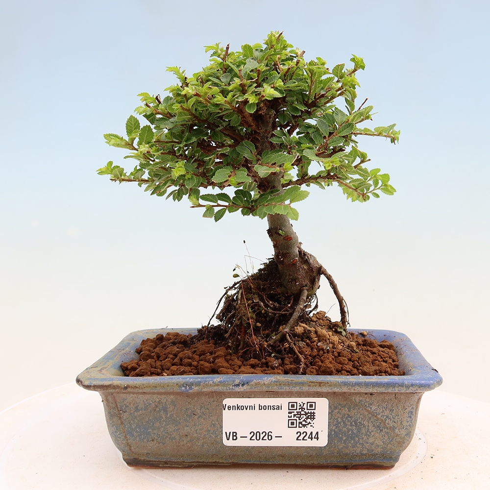Bonsai für draußen - Ulmus parvifolia Sagei - Kleinblättrige Ulme
