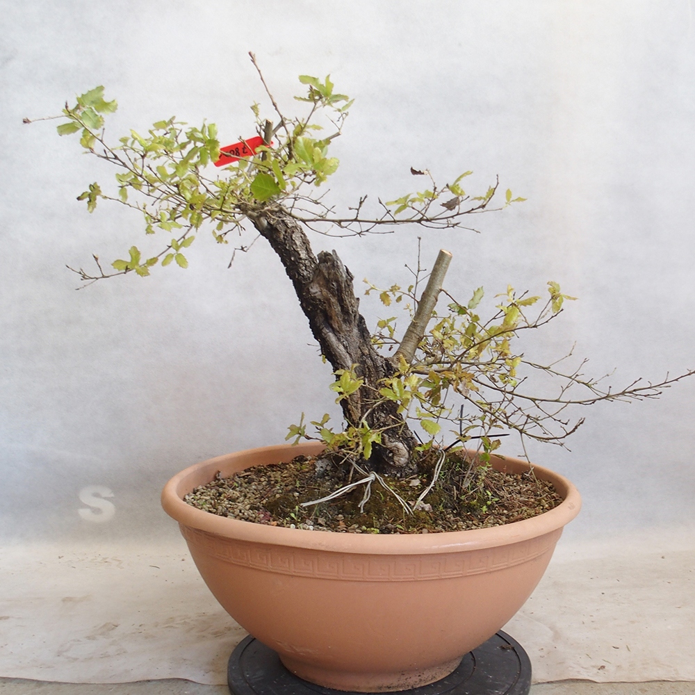 Freilandbonsai Quercus Cerris - Eiche Cer