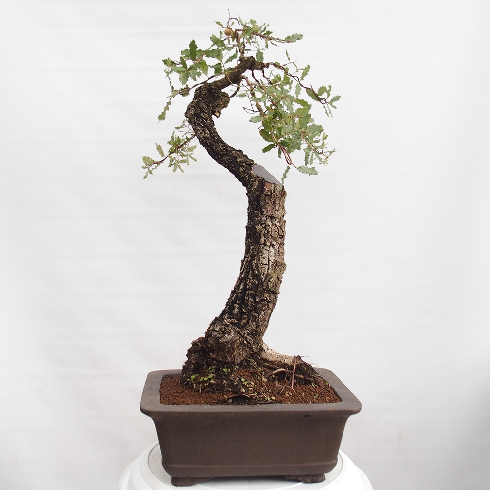 Yamadori - Quercus Ilex - Steineiche