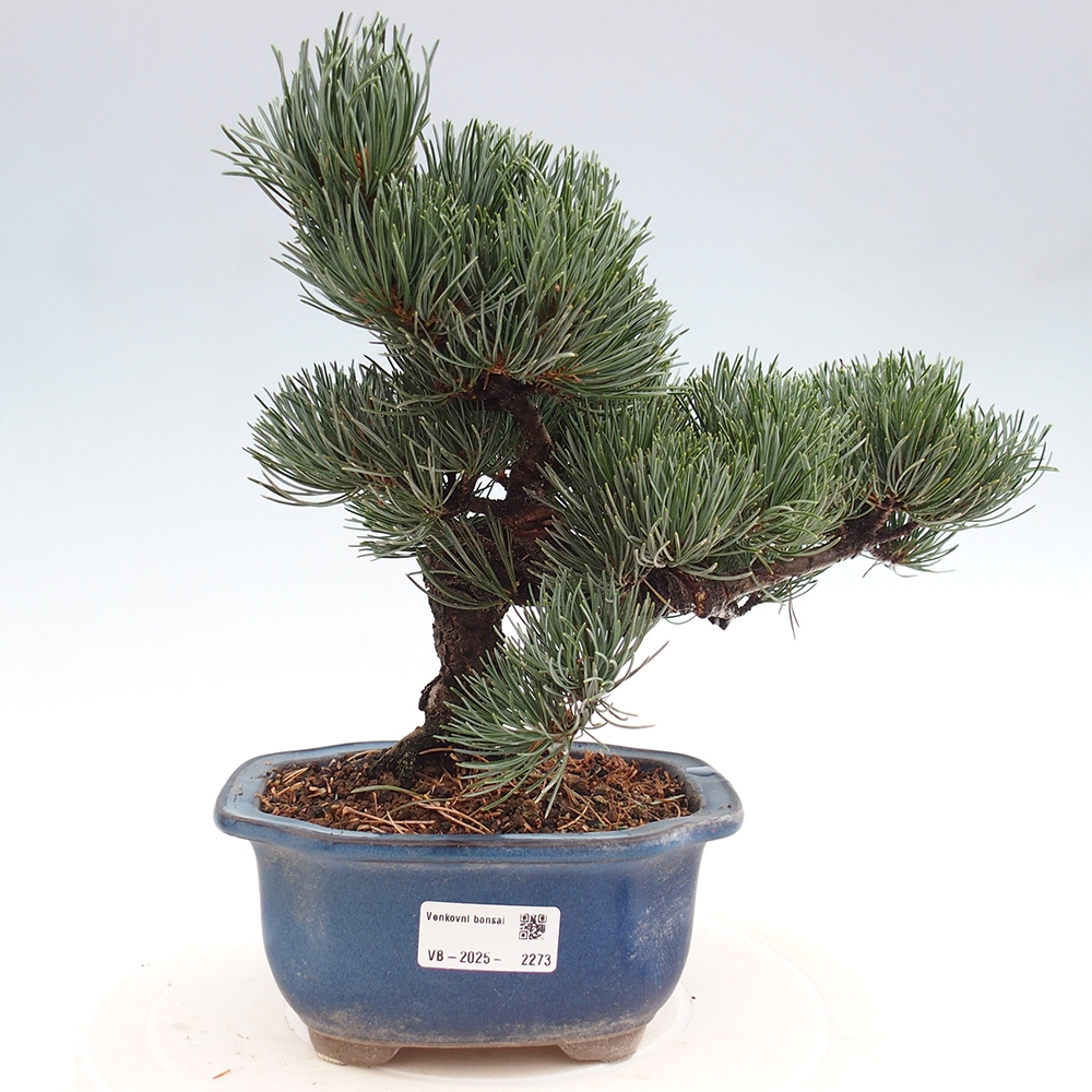 Bonsai im Freien - Pinus parviflora - kleine Kiefer