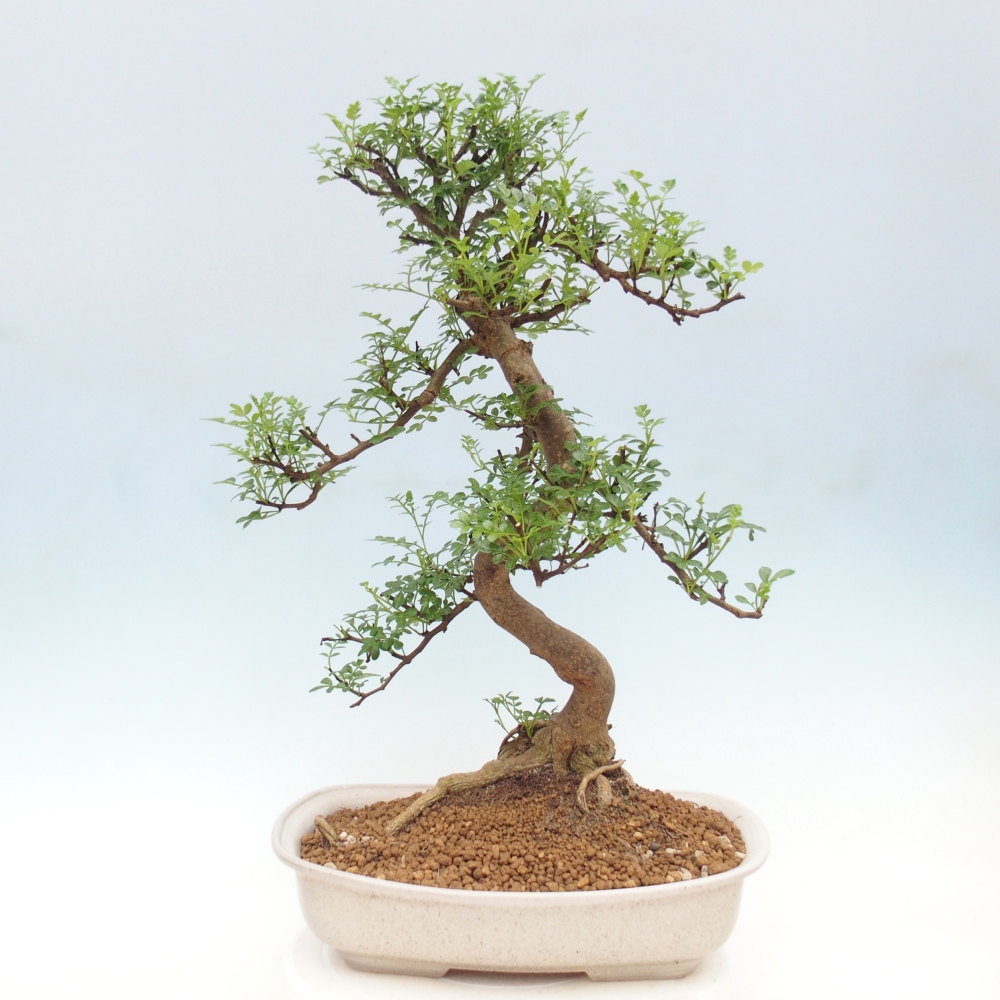 Zimmer Bonsai - Zantoxylum piperitum - Pfefferbaum