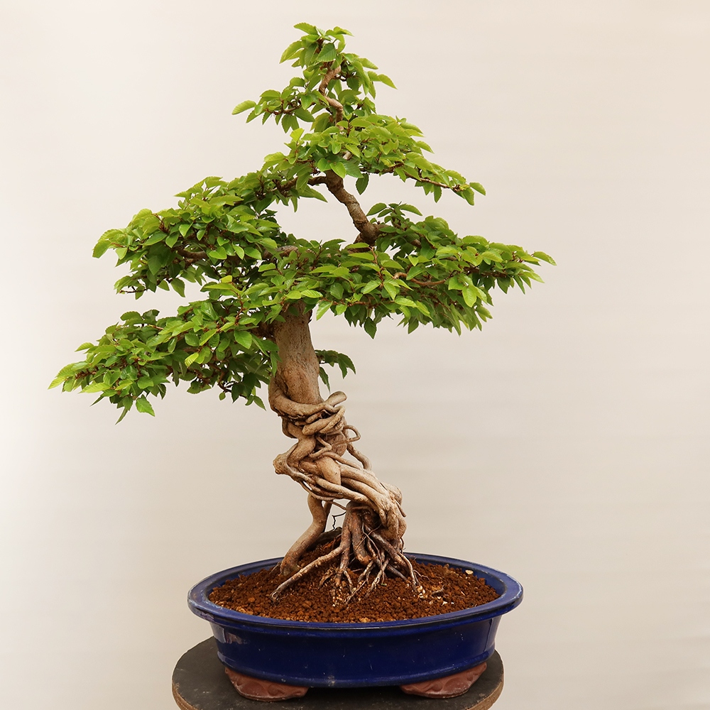 Bonsai im Freien - Carpinus Coreana - Koreanische Hainbuche