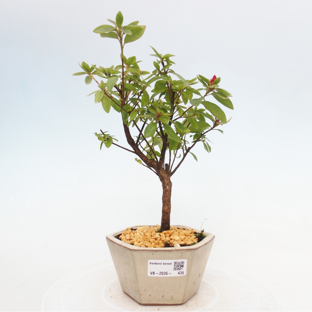 Bonsai für draußen - Japanische Azalee - Azalea sp.
