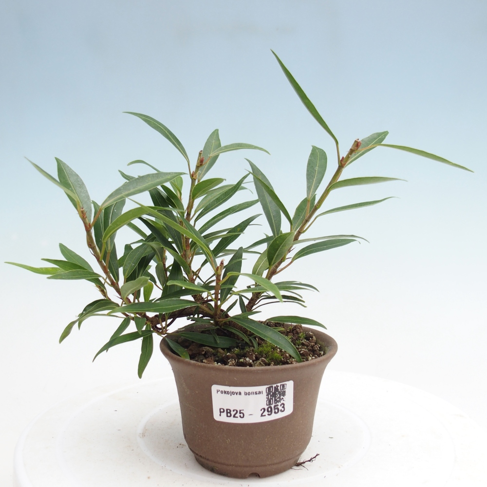 Zimmerbonsai - Ficus nerifolia - kleinblättriger Ficus