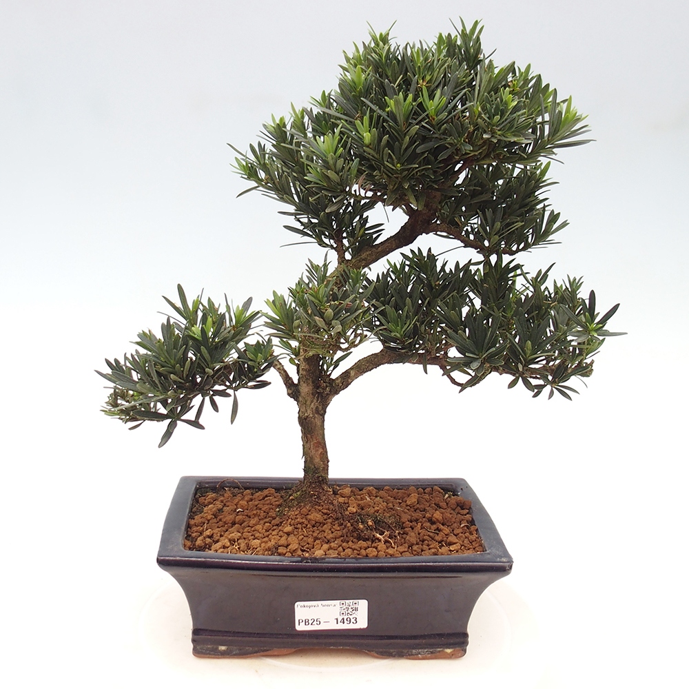 Indoor-Bonsai - Podocarpus - Stein tausend