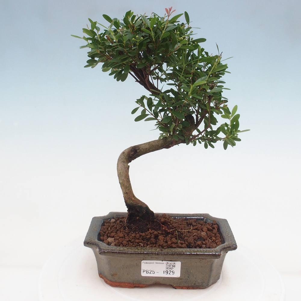 Zimmer Bonsai - Syzygium - Pimentovník