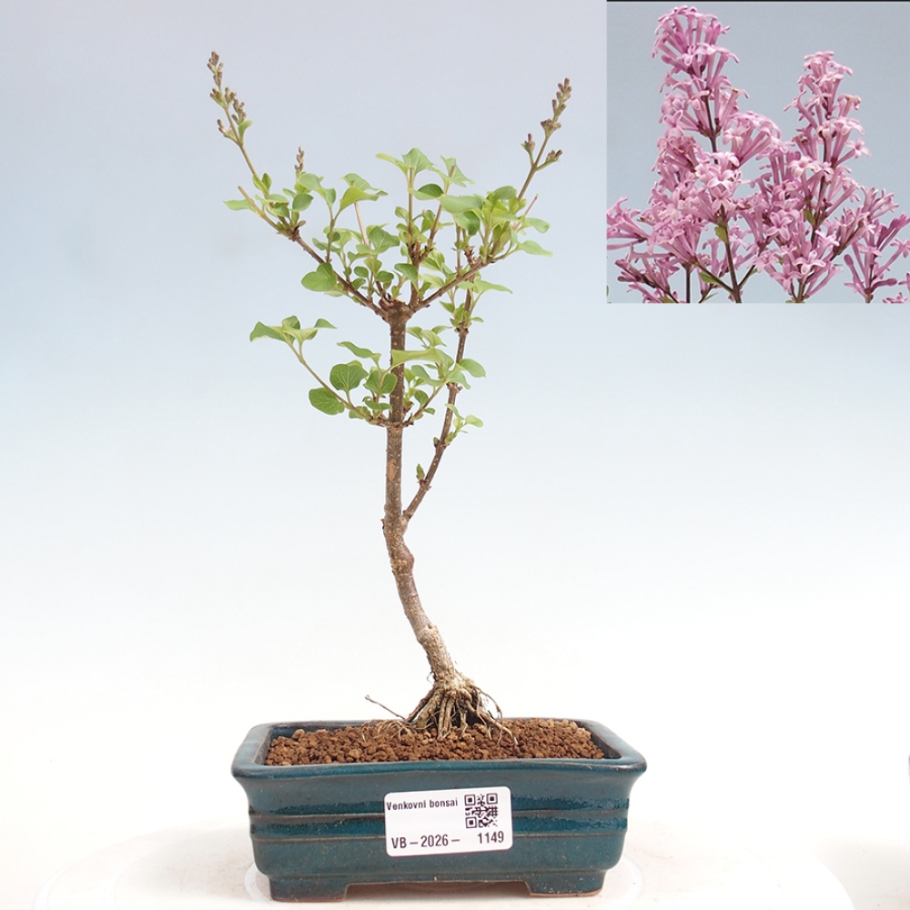 Bonsai für draußen - Syringa Meyeri Palibin - Meyer's Flieder