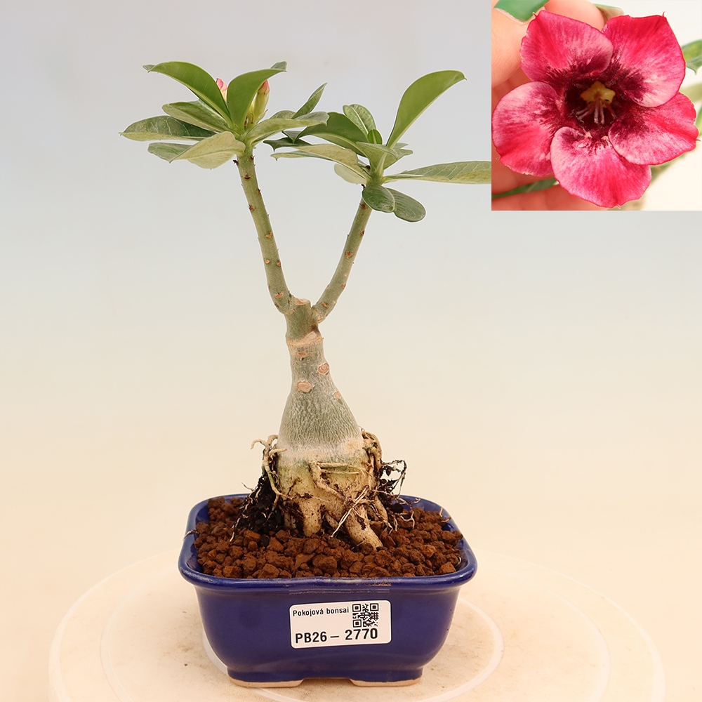Zimmerbonsai – Adenium obesum, veredelt, „Mumbai Pink Diamond“ – Wüstenrose