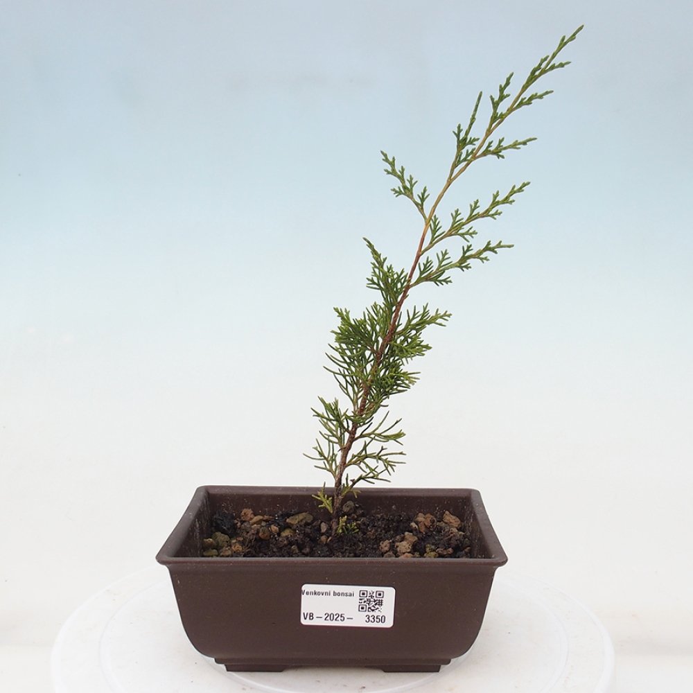Outdoor bonsai - Juniperus chinensis Itoigawa - Chinese juniper
