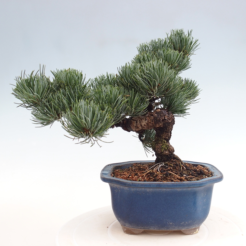 Bonsai im Freien - Pinus parviflora - kleine Kiefer
