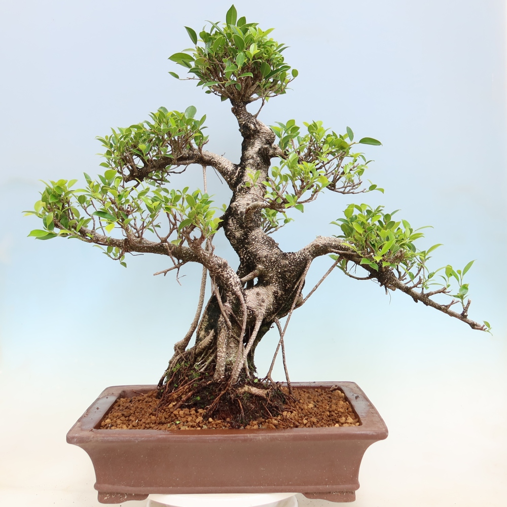 Zimmerbonsai - Ficus kimmen - Kleinblättriger Ficus