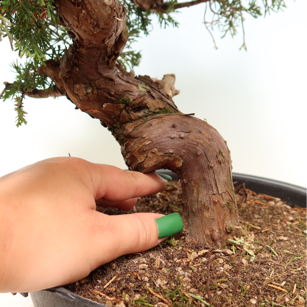 Bonsai für draußen - Juniperus chinensis Itoigawa-Juniperus chinensis