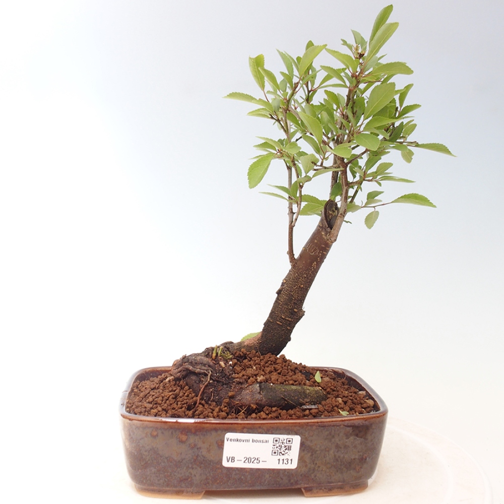 Outdoor-Bonsai - Prunus spinosa - Schwarzdorn