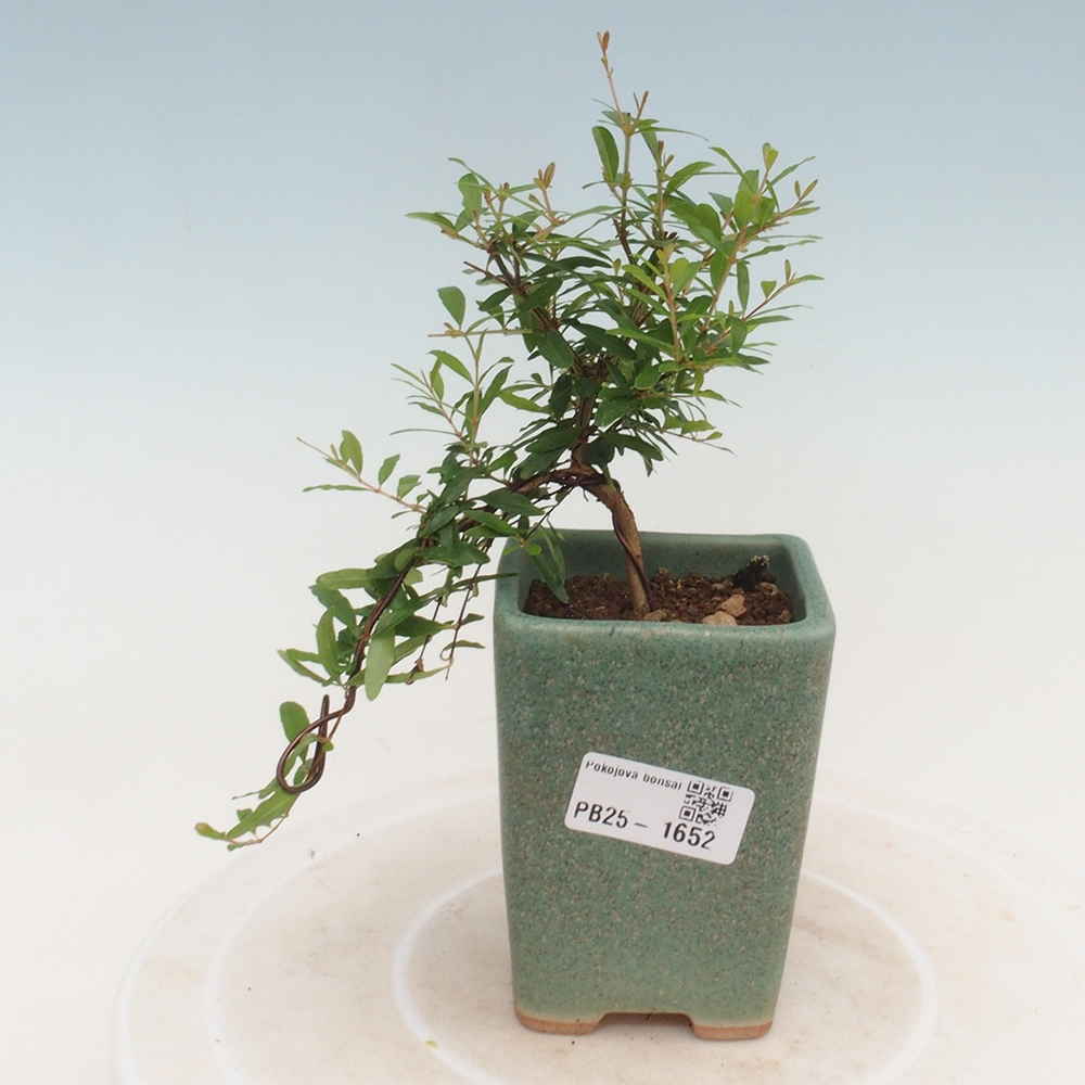 Zimmer Bonsai-PUNICA Granatum -Granatapfel