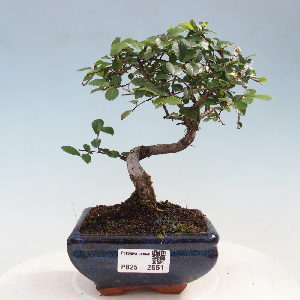 Indoor Bonsai - Ulmus parvifolia - Kleine Blattulme