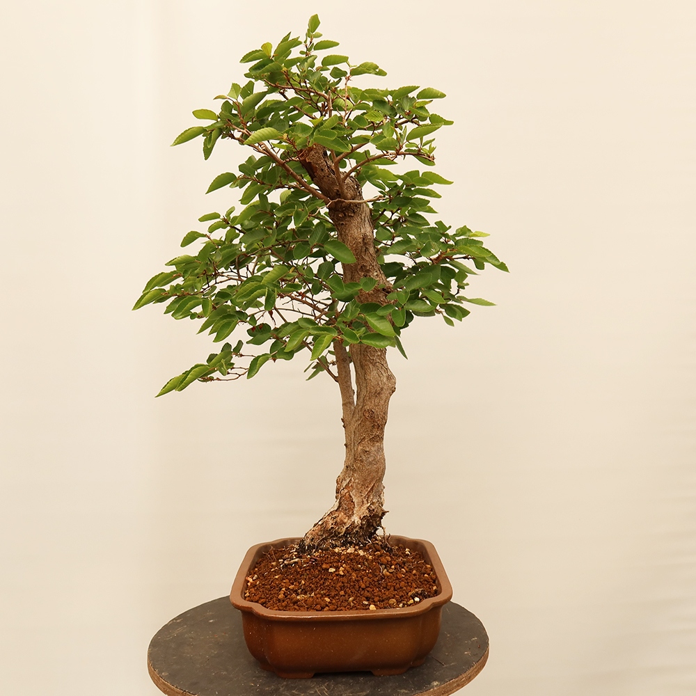 Bonsai im Freien - Carpinus Coreana - Koreanische Hainbuche