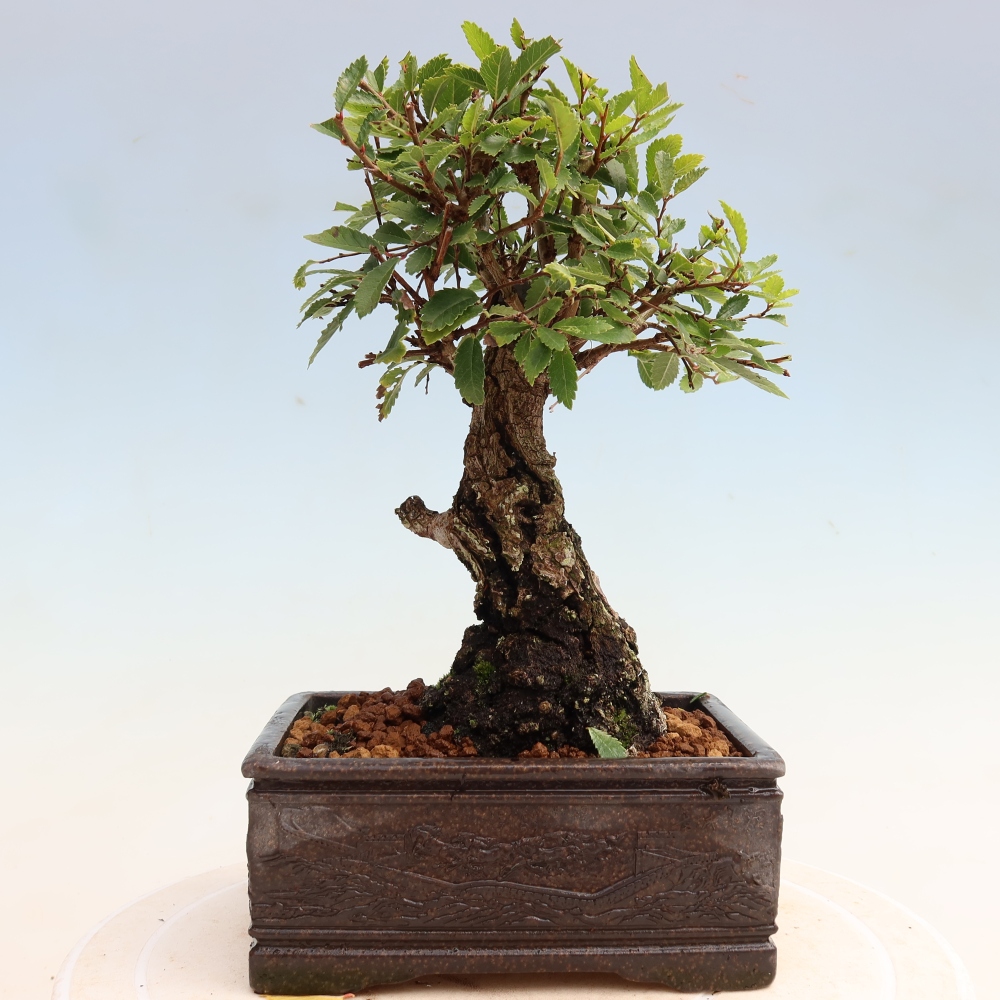Bonsai für draußen - Zelkova - Zelkova NIRE