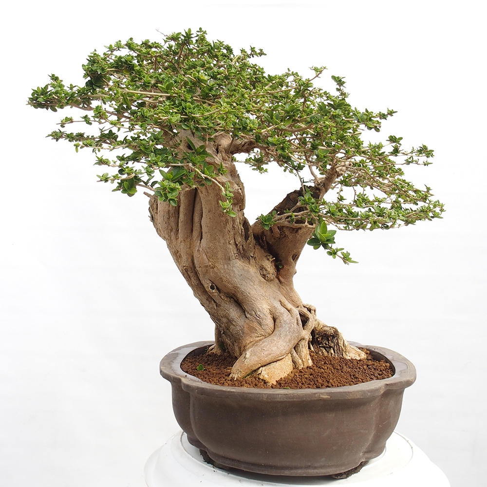 Zimmerbonsai - Premna serratifolia - Kozlovon kleinblättrig