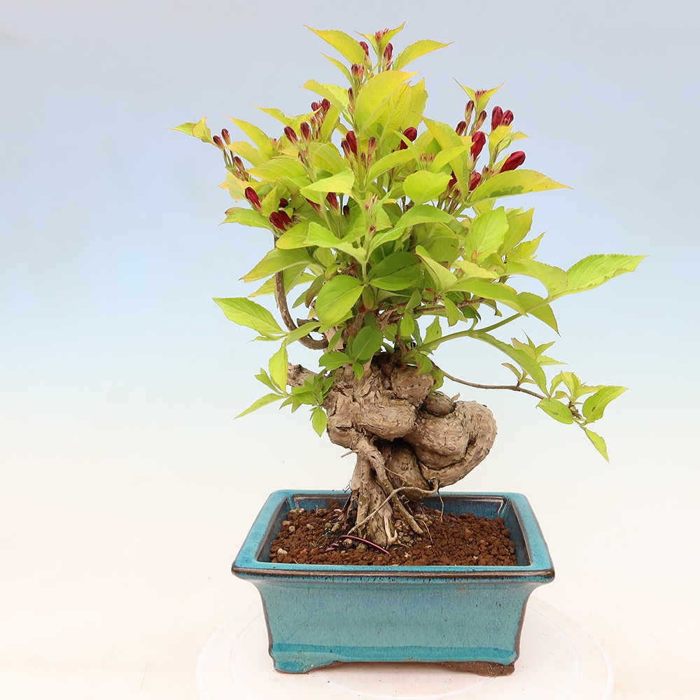 Freiland-Bonsai – Weigela subsessilis – Koreanische Weigela