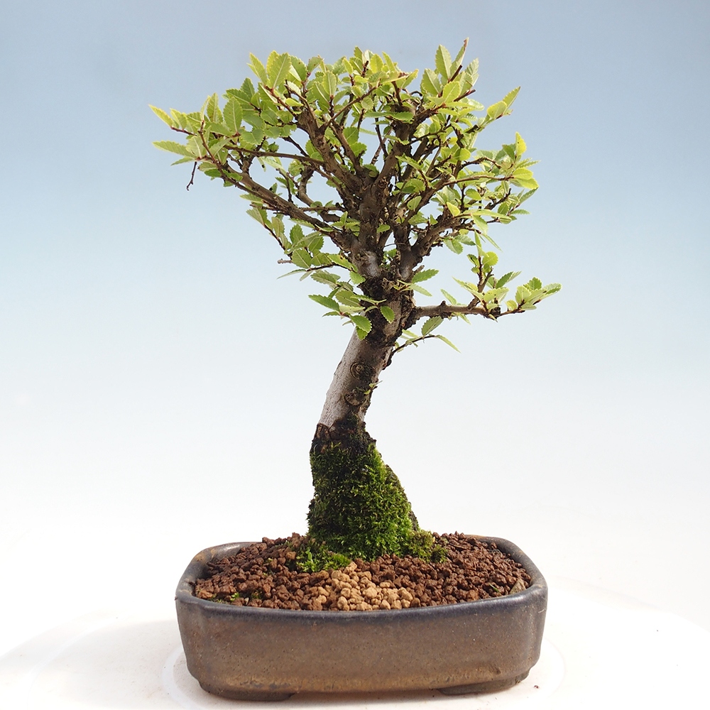 Bonsai im Freien - Zelkova - Zelkova NIRE